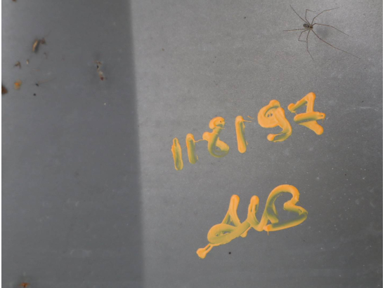 Aile avant droite occasion HONDA JAZZ I Phase 1 - 1.2i