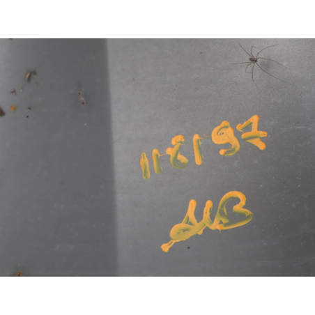 Aile avant droite occasion HONDA JAZZ I Phase 1 - 1.2i